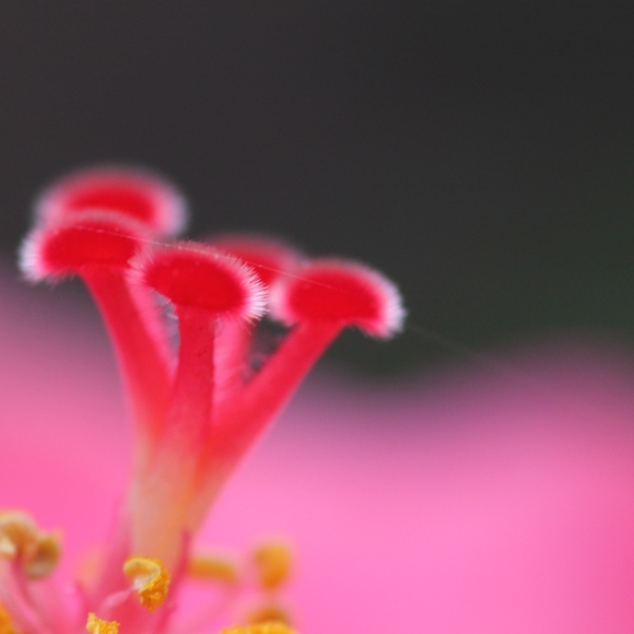 Meet your Posher, Amanda - Picture 1 of 1